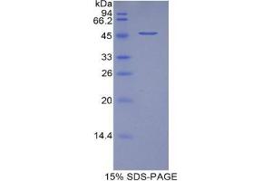 SDS-PAGE analysis of Pig VEGFA Protein. (VEGFA Protéine)