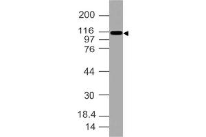Image no. 1 for anti-Integrin, alpha X (Complement Component 3 Receptor 4 Subunit) (ITGAX) (AA 620-835) antibody (ABIN5027084) (CD11c anticorps  (AA 620-835))
