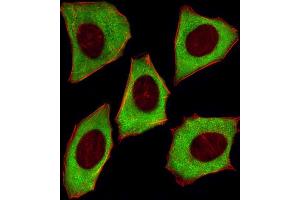 Fluorescent image of  cells stained with YWHAZ Antibody (ABIN1882058 and ABIN2838497). (14-3-3 zeta anticorps)