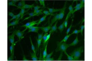 Immunofluorescence (IF) image for anti-Catechol-O-Methyltransferase (COMT) (AA 26-141) antibody (ABIN968704)
