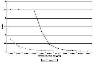 Anti-ATM Monoclonal Antibody - Immunofluorescence Anti ATM Antibody showing overlay of anti-ATM pS1981 staining.