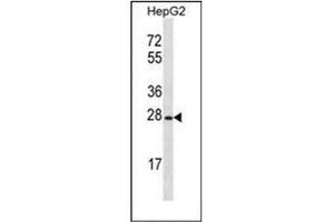 Western blot analysis of OR8B12 Antibody (C-term) in HepG2 cell line lysates (35ug/lane). (OR8B12 anticorps  (C-Term))