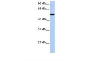 Image no. 1 for anti-UDP-N-Acetyl-alpha-D-Galactosamine:polypeptide N-Acetylgalactosaminyltransferase 13 (GalNAc-T13) (GALNT13) (AA 31-80) antibody (ABIN6739469) (GALNT13 anticorps  (AA 31-80))
