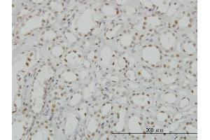 Immunoperoxidase of monoclonal antibody to CDKL1 on formalin-fixed paraffin-embedded human kidney. (CDKL1 anticorps  (AA 259-358))