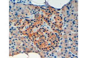Immunohistochemistry (4μg/ml) staining of paraffin embedded Human Pancreas. (VPS11 anticorps  (Internal Region))