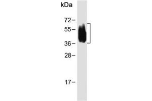 Western blot testing of human spleen tissue lysate with CD63 antibody.