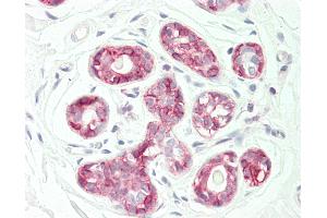 Anti-KANSL3 antibody IHC staining of human breast. (KANSL3 anticorps  (AA 398-427))