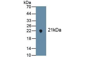 Detection of Recombinant NOX4, Mouse using Polyclonal Antibody to NADPH Oxidase 4 (NOX4) (NADPH Oxidase 4 anticorps  (AA 210-578))