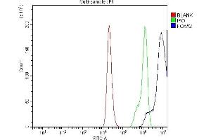 Flow Cytometry analysis of 293T cells using anti-FOXA2 antibody (ABIN7600003). (FOXA2 anticorps  (AA 139-446))
