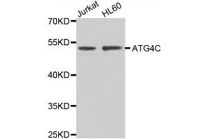 Western blot analysis of extracts of Jurkat and HL60 cell lines, using ATG4C antibody. (ATG4C anticorps)