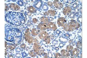 Image no. 1 for anti-Argininosuccinate Synthase 1 (ASS1) (C-Term) antibody (ABIN320630)