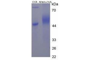 Image no. 2 for Asymmetrical Dimethylarginine (ADMA) protein (Ovalbumin) (ABIN1880295) (ADMA Protein (Ovalbumin))