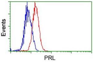 Image no. 1 for anti-Prolactin (PRL) antibody (ABIN1500431) (Prolactin anticorps)