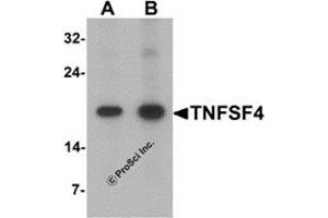 Western Blotting (WB) image for anti-Tumor Necrosis Factor (Ligand) Superfamily, Member 4 (TNFSF4) (C-Term) antibody (ABIN1077446) (TNFSF4 anticorps  (C-Term))