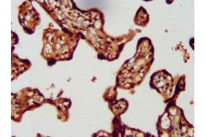 IHC image of ABIN7158336 diluted at 1:300 and staining in paraffin-embedded human placenta tissue performed on a Leica BondTM system.