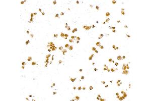 Immunocytochemistry (ICC) image for anti-Paired Box 8 (PAX8) (AA 225-275) antibody (ABIN7795777) (Recombinant PAX8 anticorps  (AA 225-275))