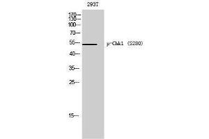 Western Blotting (WB) image for anti-Checkpoint Kinase 1 (CHEK1) (pSer280) antibody (ABIN3181960) (CHEK1 anticorps  (pSer280))