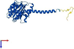 AlphaFold protein structure predicition of Human Recombinant ARPC2 Protein, UniprotID O15144