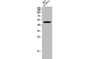 Western Blot analysis of RAT-kidney cells using GDF-6 Polyclonal Antibody (GDF6 anticorps  (Internal Region))