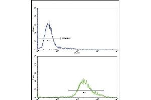 Flow cytometric analysis of K562 cells using Klotho Antibody (C-term)(bottom histogram) compared to a negative control cell (top histogram)FITC-conjugated goat-anti-rabbit secondary antibodies were used for the analysis. (Klotho anticorps  (C-Term))