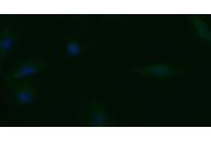 Image no. 3 for anti-Trafficking Protein Particle Complex 4 (TRAPPC4) antibody (ABIN1501264)