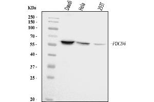Western blot analysis of PDCD4 using anti-PDCD4 antibody (ABIN5518943). (PDCD4 anticorps  (AA 346-446))