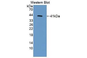 Western blot analysis of the recombinant protein. (MSMB anticorps  (AA 21-113))