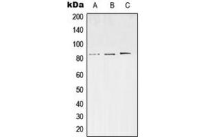 Western blot analysis of SV2C expression in SKNSH (A), Neuro2A (B), PC12 (C) whole cell lysates.