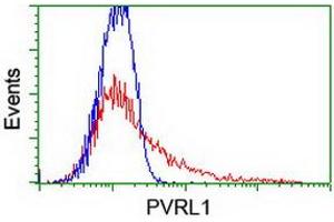 Image no. 2 for anti-Poliovirus Receptor-Related 1 (Herpesvirus Entry Mediator C) (PVRL1) antibody (ABIN1499676) (PVRL1 anticorps)
