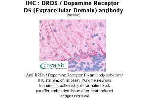 Image no. 1 for anti-Dopamine Receptor D5 (DRD5) (3rd Extracellular Domain) antibody (ABIN1733788) (DRD5 anticorps  (3rd Extracellular Domain))