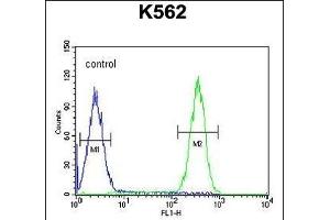 FBXW12 Antibody (C-term) (ABIN654226 and ABIN2844060) flow cytometric analysis of K562 cells (right histogram) compared to a negative control cell (left histogram). (FBXW12 anticorps  (C-Term))