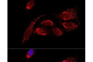 Confocal immunofluorescence analysis of U2OS cells using ATP5H Polyclonal Antibody at dilution of 1:100.