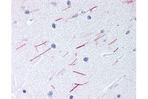 Anti-GPR68 antibody IHC of human brain, cerebellum.