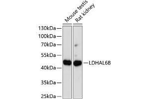 Western blot analysis of extracts of various cell lines, using LDHB antibody (ABIN7268168) at 1:1000 dilution.