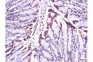 Paraformaldehyde-fixed, paraffin embedded rat intestine tissue, Antigen retrieval by boiling in sodium citrate buffer(pH6) for 15min, Block endogenous peroxidase by 3% hydrogen peroxide for 30 minutes, Blocking buffer (normal goat serum) at 37°C for 20min, Antibody incubation with Rabbit Anti-Laminin Polyclonal Antibody, Unconjugated  at 1:500 overnight at 4°C, followed by a conjugated secondary and DAB staining