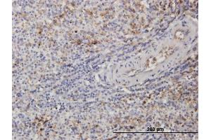 Immunoperoxidase of monoclonal antibody to TUBB2A on formalin-fixed paraffin-embedded human spleen.