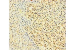 Immunohistochemistry of paraffin-embedded human tonsil tissue using ABIN7167200 at dilution of 1:100