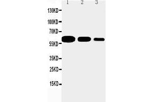 Anti-CD40 antibody, Western blotting Lane 1: Recombinant Mouse CD 40 Protein 10ng Lane 2: Recombinant Mouse CD 40 Protein 5ng Lane 3: Recombinant Mouse CD 40 Protein 2. (CD40 anticorps  (N-Term))
