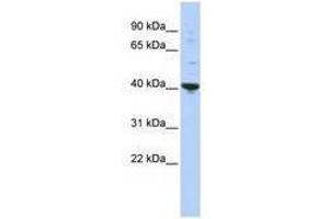 Image no. 1 for anti-Purine-Rich Element Binding Protein A (PURA) (AA 35-84) antibody (ABIN6740553) (PURA anticorps  (AA 35-84))