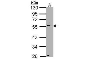 WB Image Sample (30 ug of whole cell lysate) A: H1299 10% SDS PAGE antibody diluted at 1:1000 (NUP50 anticorps  (C-Term))