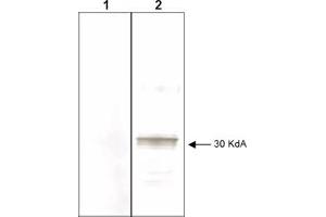 Mab anti-Human LEFTY antibody (clone 7C5G1H6H10) is shown to detect by western blot partially purified recombinant 6X His tagged human LEFTY. (LEFTY2 anticorps)