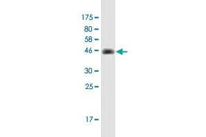 Western Blot detection against Immunogen (42.