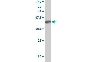 Western Blot detection against Immunogen (36.