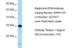 Western Blotting (WB) image for anti-Syntaxin 8 (STX8) (C-Term) antibody (ABIN2788685) (STX8 anticorps  (C-Term))