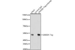 Immunoprecipitation analysis of 200 μg extracts of 293Ttransfected with GSK3B Protein cells using 3 μg Mouse anti DDDDK-Tag mAb antibody (ABIN3020558, ABIN3020559, ABIN3020560 and ABIN1512923). (DYKDDDDK Tag anticorps)