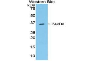 Western blot analysis of the recombinant protein. (Contactin 1 anticorps  (AA 736-1003))