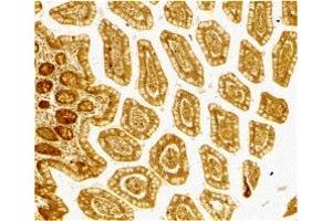 Immunohistochemistry (IHC) image for anti-CD209 (CD209) (Extracellular Domain) antibody (ABIN1030833) (DC-SIGN/CD209 anticorps  (Extracellular Domain))