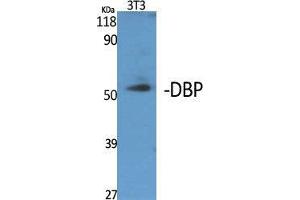 Western Blot (WB) analysis of specific cells using DBP Polyclonal Antibody. (DBP anticorps  (Internal Region))