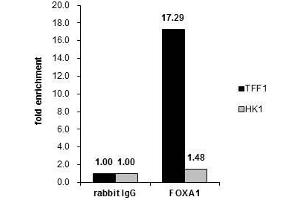 ChIP Image Cross-linked ChIP was performed with MCF-7 chromatin extract and 5 μg of either control rabbit IgG or anti-FOXA1 antibody. (FOXA1 anticorps  (C-Term))