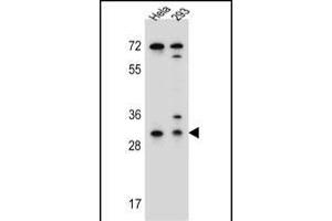 EFNB2 Antibody (Center) (ABIN655599 and ABIN2845084) western blot analysis in Hela,293 cell line lysates (35 μg/lane). (Ephrin B2 anticorps  (AA 157-186))